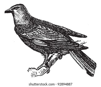 Roller perched on branch, vintage engraved illustration. Dictionary of words and things - Larive and Fleury - 1895.
