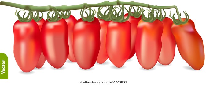 Roma plum tomatoes on the vine. 3d realistic vector image of vegetables on the isolated background.