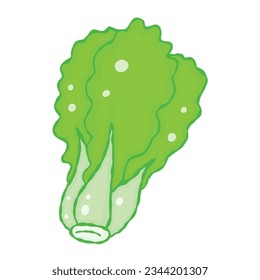 Romain Lettuce isolated illustration on white background
