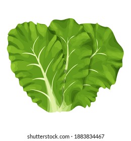 Romain salad, composition of leaves colorful and detailed drawing isolated on white background. Design element, clipart, herbs for decor culinary, menu, promo or advertising.