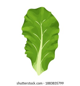 Romain salad, composition of leaves colorful and detailed drawing isolated on white background. Design element, clipart, herbs for decor culinary, menu, promo or advertising.
