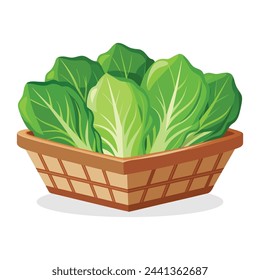 
Romaine in busket Green Leafy Vegetables vector illustration