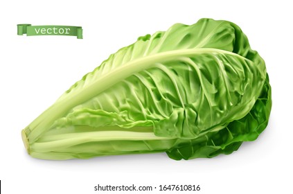 Romaine, Cos Lettuce. 3d Realistic Food Illustration. Vector Object