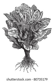 Romaine or Cos lettuce (Lactuca sativa) vintage engraving. Old engraved illustration of Romaine lettuce isolated on white.  Trousset encyclopedia (1886 - 1891).