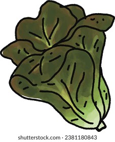 Romaine lecttuce illustration. Doodle vegetable. food ingredient. menu board