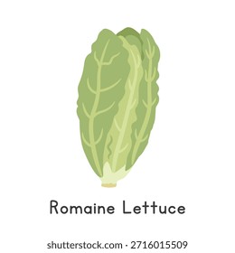 Romaine Lettuce Flat Cartoon Vector Illustration