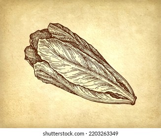 Romaine Lettuce. Ink Sketch On Old Paper Background. Hand Drawn Vector Illustration. Retro Style.