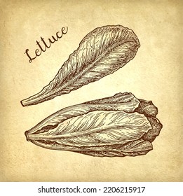 Romaine lettuce. Ink sketch on old paper background. Hand drawn vector illustration. Vintage style.