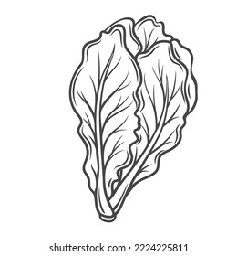 Romaine lettuce outline icon vector illustration. Hand drawn line sketch of organic natural lettuce leaves, raw food ingredient for cooking Caesar salad and vitamin snacks with lettuce, leaf vegetable