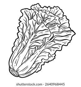 Romaine lettuce, outline vector illustration isolated on white background, eps10