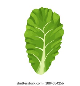 Romaine lettuce salad, composition of leaves colorful and detailed drawing isolated on white background. Design element, clipart, herbs for decor culinary, menu, promo or advertising.