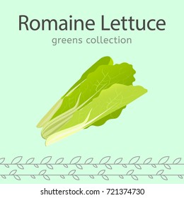 Romaine lettuce vector illustration. Beautiful image isolated on a light green background. Greens collection.