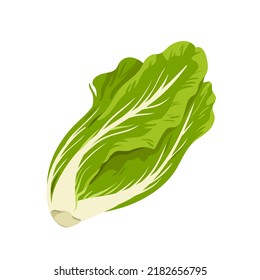 Romaine lettuce vector illustration. Cartoon isolated green fresh lettuce leaves to cook summer vegetarian gourmet salad, organic leaf vegetable and raw veggie food ingredient for healthy diet