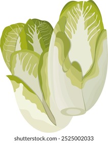 Ilustración vegetal de lechuga romana aislada sobre fondo blanco