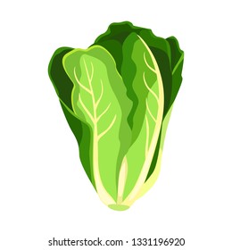 Romaine salad lettuce plant. Nature organic fresh green vegetable leaves. Vegetarian food. Vector illustration isolated on white background