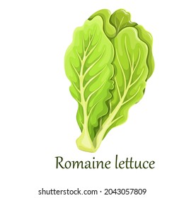 Romaine salad lettuce plant vector illustration.