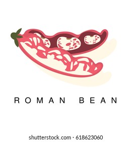 Roman Bean Pod, Infographic Illustration With Realistic Pod-Bearing Legumes Plant And Its Name