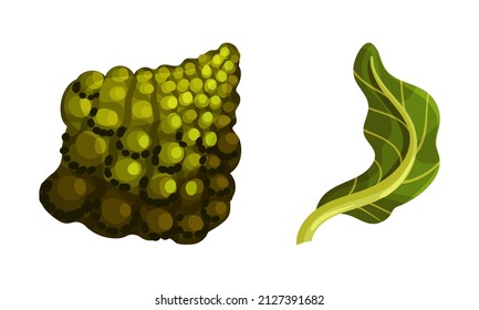 Romanesco Broccoli or Roman Cauliflower with Leaf as Raw Salad Ingredient Vector Set