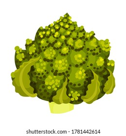 Romanesco Broccoli or Roman Cauliflower as Raw Salad Ingredient Vector Illustration