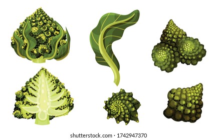 Romanesco Broccoli or Roman Cauliflower with Spiral Inflorescence Vector Set