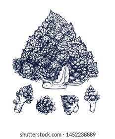 Romanesco cabbage collection botanical hand drawn Isolated vector illustration. Organic vegetarian product. Cabbage symbols set applicable for restaurant menu or packaging, label, poster. Engraving
