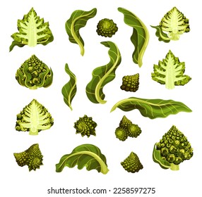 Romanesco Cabbage with Green Head and Leaf Big Vector Set