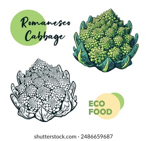 Romanesco Kohl mit Blättern Hand auf weißem isoliertem Hintergrund gezeichnet. Eco Farm frische Lebensmittel für einen gesunden Lebensstil. Vektorillustration. Gestaltungselement für Menü, Rezept, Öko-Markt, vegan und bio