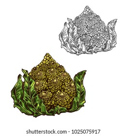 Romanesco cabbage sketch icon. Vector isolated symbol of fresh farm grown vegetarian Romanesco broccoli or Roman cauliflower vegetable fruit for veggie salad or grocery store and market design