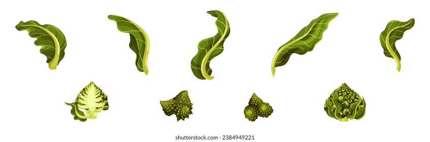 Romanesco Cabbage Species Bright Green Leaf Vector Set