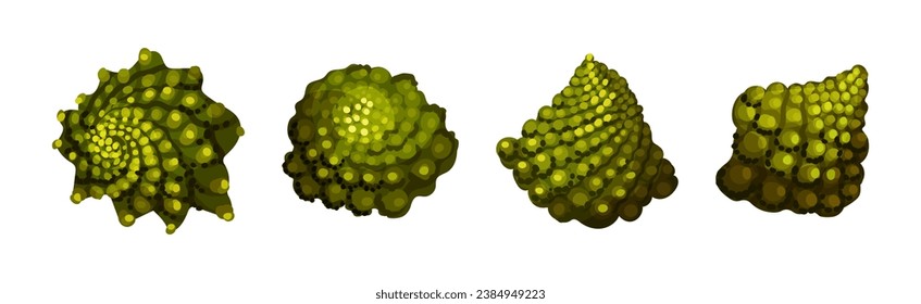 Romanesco Cabbage Species Bright Green Leaf Vector Set