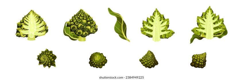 Romanesco Cabbage Species Bright Green Leaf Vector Set