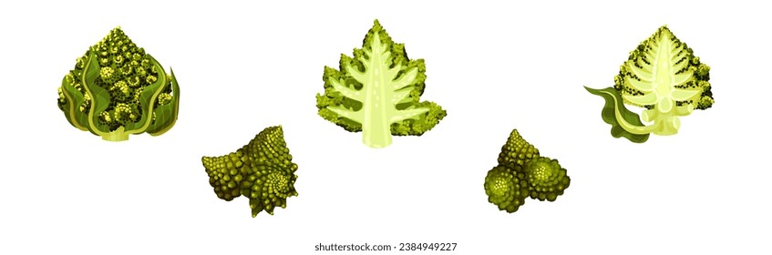 Romanesco Cabbage Species Bright Green Leaf Vector Set