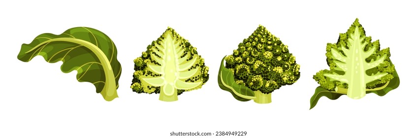 Romanesco Cabbage Species Bright Green Leaf Vector Set