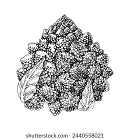 Romanesco Blumenkohl handgezeichnete Illustration