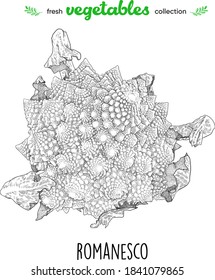 Romanesco. Detailed line art. Freehand drawing. Vector vegetables. Collection of fresh vegetables.