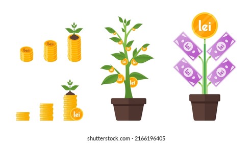 Romanian Leu Money Tree Growing