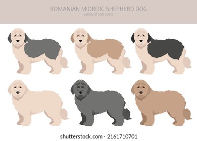 are romanian shepherds mioritic dogs