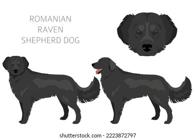 what dog breeds are sold in romania