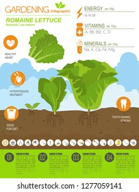 La lechuga románica incluye una plantilla gráfica. Jardinería, infografía agrícola, cómo crece. Diseño de estilo plano. Ilustración del vector