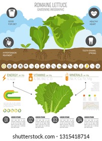 Romanie lettuce beneficial features graphic template. Gardening, farming infographic, how it grows. Flat style design. Vector illustration