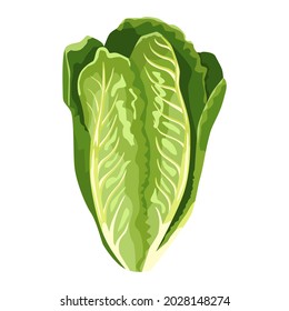 Romano lettuce isolated on white background. Kind salad in flat style. Agriculture symbol for any purpose.Design vector illustration.