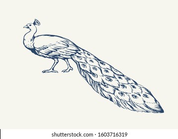 Romantic asian aves stand on park ground. Freehand outline black ink hand drawn pictogram emblem in art scribble etched print antique style pen on paper text space. Close up view on light sky backdrop