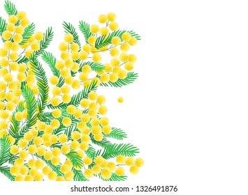 Romantic background with mimosa bouquet isolated on white