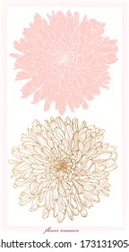 Composición botánica romántica de dos flores de crisantemo en gráficos dorados y relleno rosa ,boceto gráfico vectorial ilustración de color sobre fondo blanco para postales, carteles, cuadernos