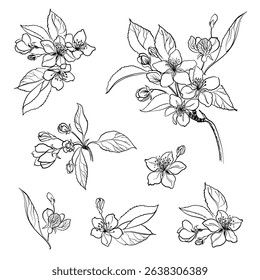Romantic floral vector hand drawn apple sakura jasmine flowers leaves element set botanical background summer garden textile card paper wrapping packaging wedding design blossom line art illustration