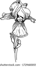 Flor romántica para postal. Ilustración del vector