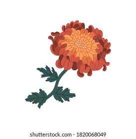 Romantic orange and red chrysanthemum realistic vector illustration. Elegant blossom flower with stem and leaves isolated on white background. Blooming garden plant with bud and petals