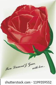 Romantic rose flower