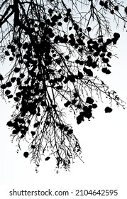 Romantic rural eco maple scenic close up view light cool cold fresh wet morning cloudy text space dusk day backdrop. Dark old dry wilt poplar shrub thicket scene retro line sketch art draw card style