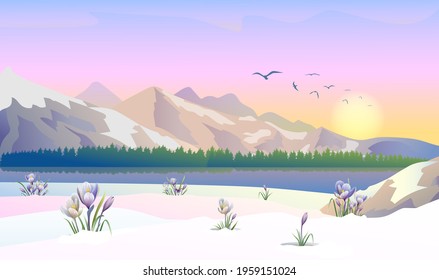 Romantic sunset in the mountains, panoramic view with early spring crocuses growing on the shore of a mountain lake. Beyond the lake is a mountain wild forest. Birds fly over the lake. 